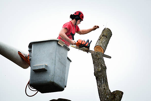 Best Tree Risk Assessment  in Niverville, NY